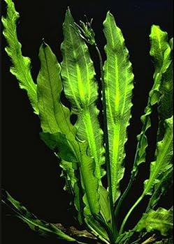 Echinodorus Martii Hybrid Lush, Ruffled Sword for Aquascape Drama