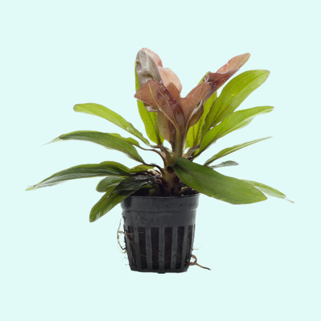 Echinodorus Osiris ‘Rubra’ Striking Red Sword for Background Color