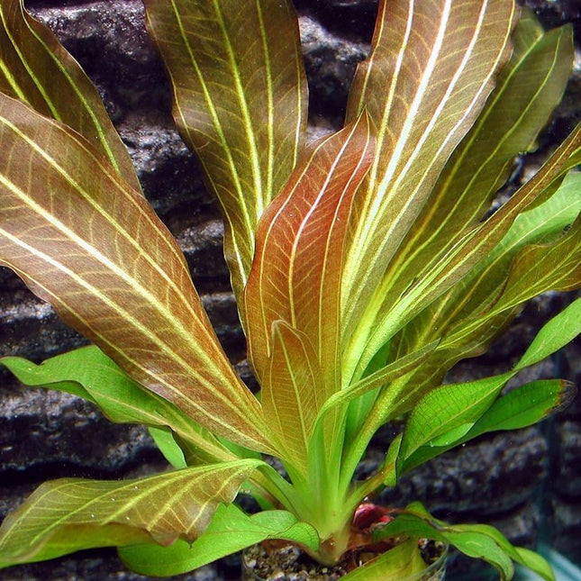 Echinodorus Osiris ‘Rubra’ Striking Red Sword for Background Color