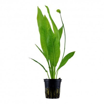 Echinodorus Paniculatus Tall, Elegant Sword Plant for Background Impact