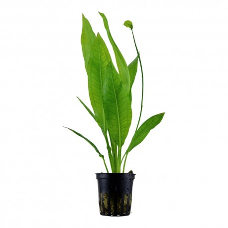 Echinodorus Paniculatus Tall, Elegant Sword Plant for Background Impact