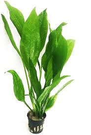Echinodorus Paniculatus Tall, Elegant Sword Plant for Background Impact