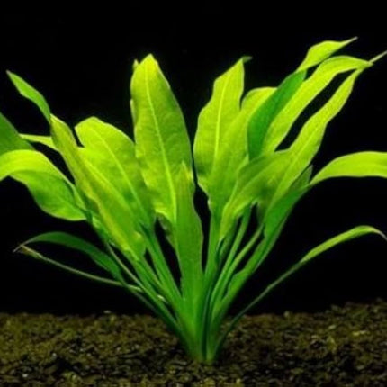 Echinodorus Paniculatus Tall, Elegant Sword Plant for Background Impact