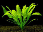 Echinodorus Paniculatus Tall, Elegant Sword Plant for Background Impact
