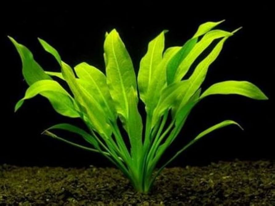 Echinodorus Paniculatus Tall, Elegant Sword Plant for Background Impact