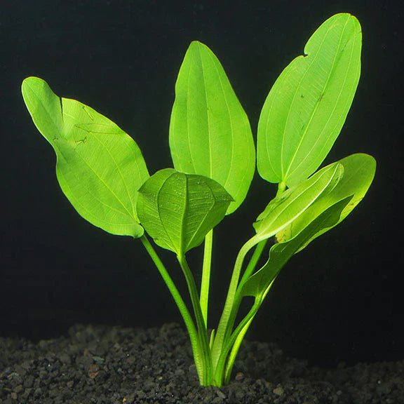 Echinodorus Radicans Graceful Giant for Background Aquascaping