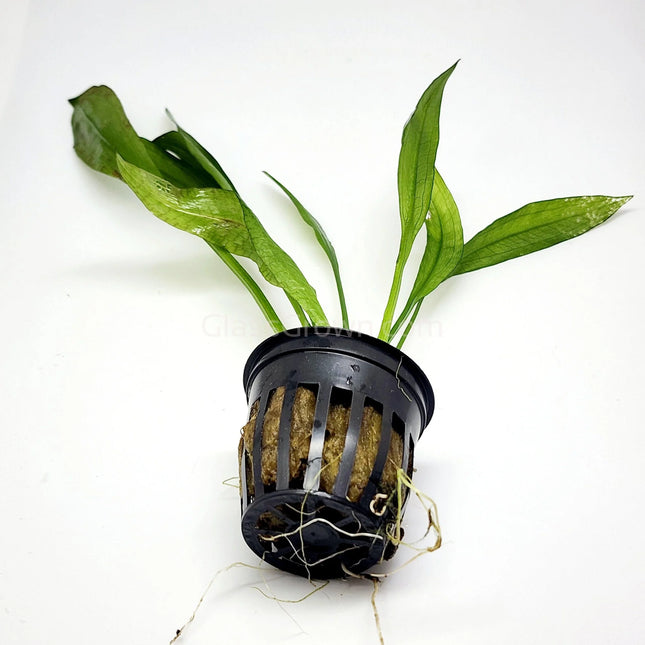 Echinodorus Subulatus Hardy, Grass-Like Sword for Natural Layouts