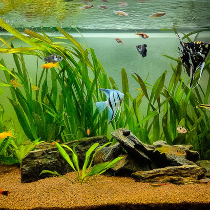 Echinodorus Subulatus Hardy, Grass-Like Sword for Natural Layouts
