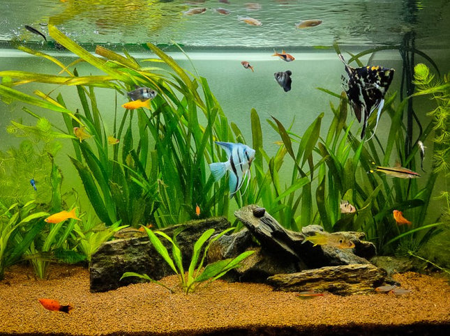 Echinodorus Subulatus Hardy, Grass-Like Sword for Natural Layouts