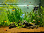 Echinodorus Subulatus Hardy, Grass-Like Sword for Natural Layouts