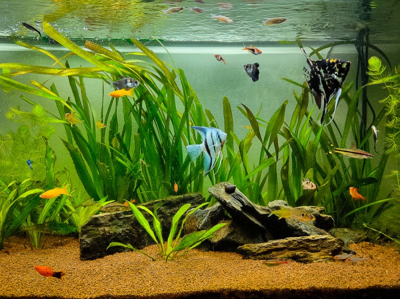 Echinodorus Subulatus Hardy, Grass-Like Sword for Natural Layouts