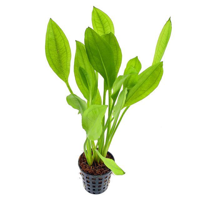 Echinodorus “Amazon Sword” Large – Epic Aquatics