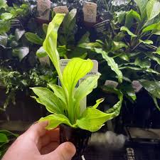 Echinodorus “Amazon Sword” Small – Epic Aquatics