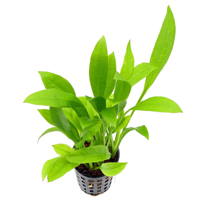 Echinodorus “Amazon Sword” Medium – Epic Aquatics