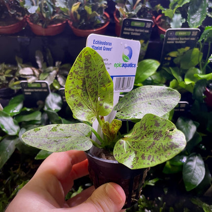 Echinodorus ‘Ozelot Green’ – Epic Aquatics