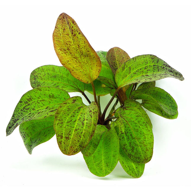 Echinodorus ‘Ozelot Green’ – Epic Aquatics