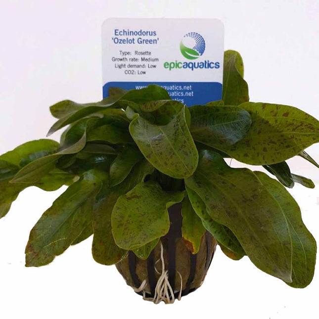 Echinodorus ‘Ozelot Green’ – Epic Aquatics
