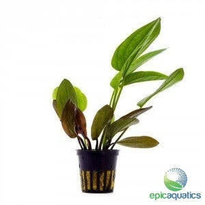 Echinodorus ‘Ozelot Red’ – Epic Aquatics