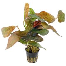 Echinodorus ‘Ozelot Red’ – Epic Aquatics