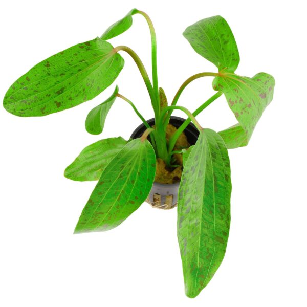 Echinodorus tenellus “Sharp Leaf” – Epic Aquatics