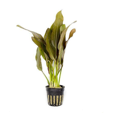 Echinodorus x 'Rose' Stunning Rosy Sword Plant for Bold Midground Displays