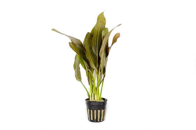 Echinodorus x 'Rose' Stunning Rosy Sword Plant for Bold Midground Displays