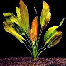 Echinodorus x 'Rose' Stunning Rosy Sword Plant for Bold Midground Displays