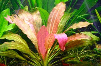 Echinodorus x 'Rose' Stunning Rosy Sword Plant for Bold Midground Displays