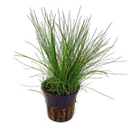 Eleocharis acicularis (Hair Grass) NEW! Fine Carpeting Grass for a Natural Look