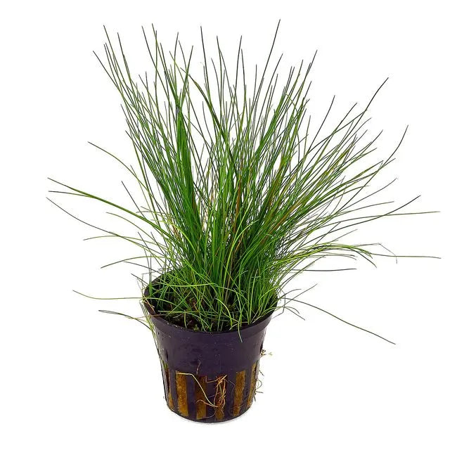 Eleocharis acicularis (Hair Grass) NEW! Fine Carpeting Grass for a Natural Look