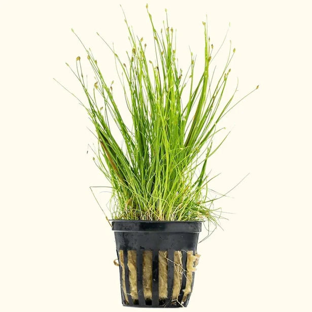 Eleocharis acicularis (Hair Grass) NEW! Fine Carpeting Grass for a Natural Look