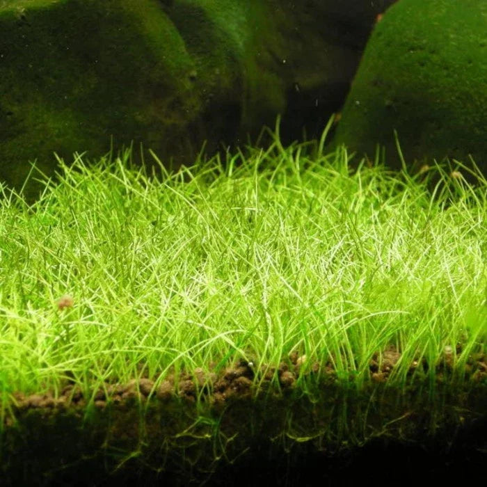 Eleocharis acicularis (Hair Grass) NEW! Fine Carpeting Grass for a Natural Look