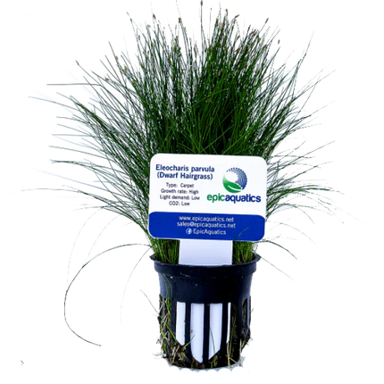 Eleocharis parvula (Dwarf Hairgrass) – Epic Aquatics
