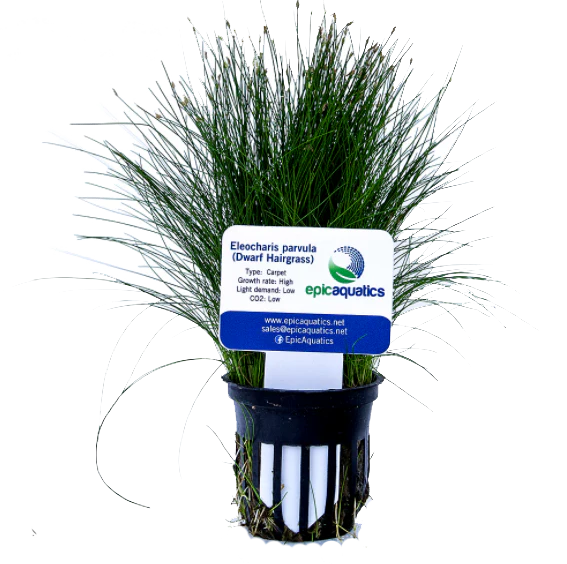 Eleocharis parvula (Dwarf Hairgrass) – Epic Aquatics