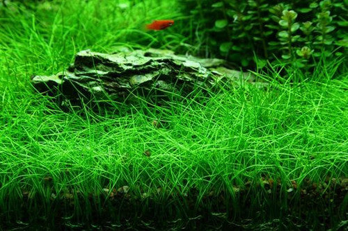 Eleocharis parvula (Dwarf Hairgrass) – Epic Aquatics