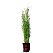 Eleocharis vivipara (Long Hair Grass) – Epic Aquatics
