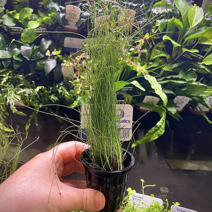 Eleocharis vivipara (Long Hair Grass) – Epic Aquatics