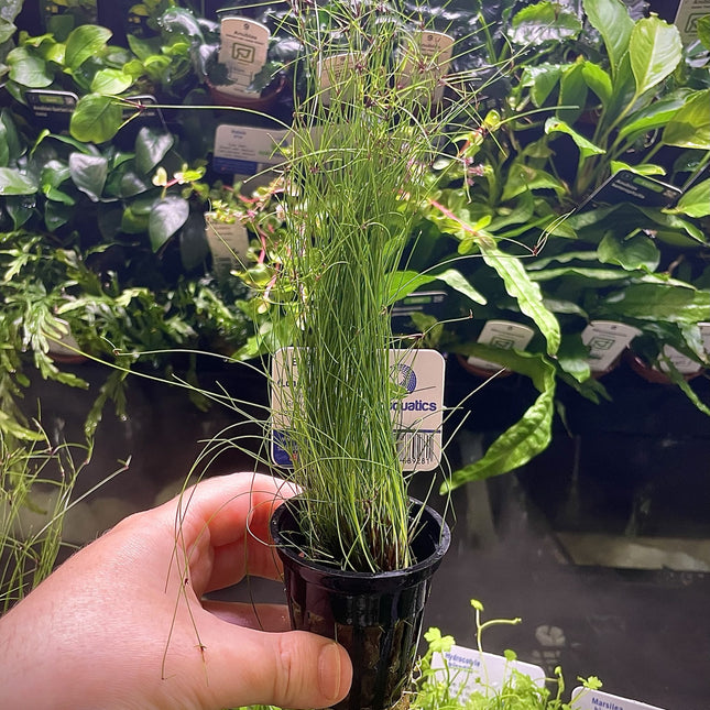 Eleocharis vivipara (Long Hair Grass) – Epic Aquatics