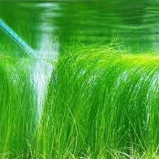 Eleocharis vivipara (Long Hair Grass) – Epic Aquatics