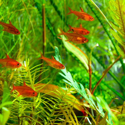 Ember Tetra - Small Vibrant Freshwater Community Fish