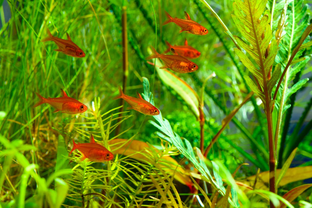Ember Tetra - Small Vibrant Freshwater Community Fish