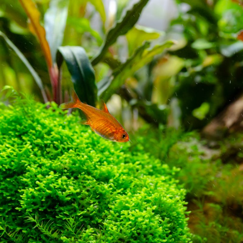 Ember Tetra - Small Vibrant Freshwater Community Fish