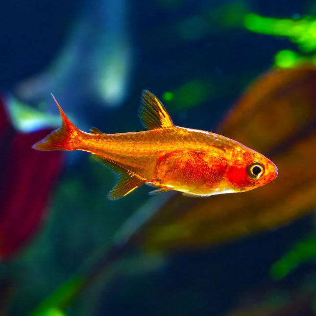 Ember Tetra - Small Vibrant Freshwater Community Fish