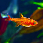 Ember Tetra - Small Vibrant Freshwater Community Fish