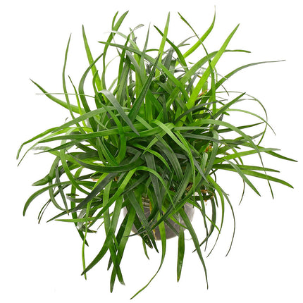 Eriocaulon sp. Vietnam – Epic Aquatics