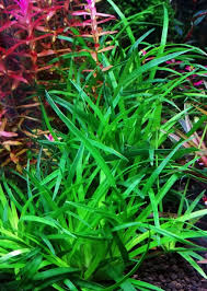 Eriocaulon sp. Vietnam – Epic Aquatics