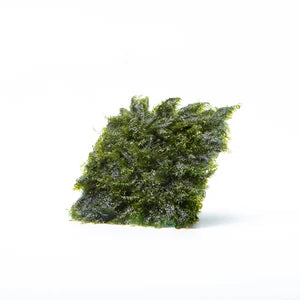 Fissidens Fontanus on Driftwood – Limited Stock