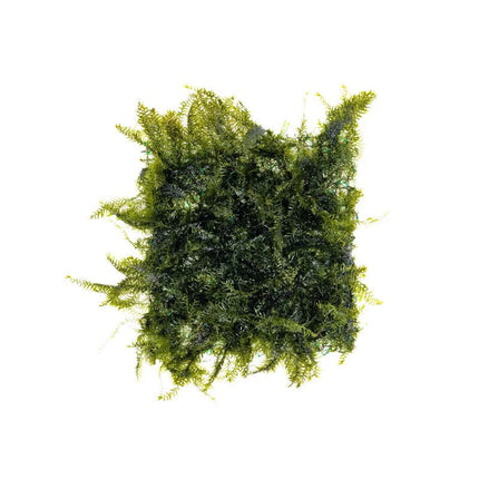Fissidens Fontanus on Driftwood – Limited Stock