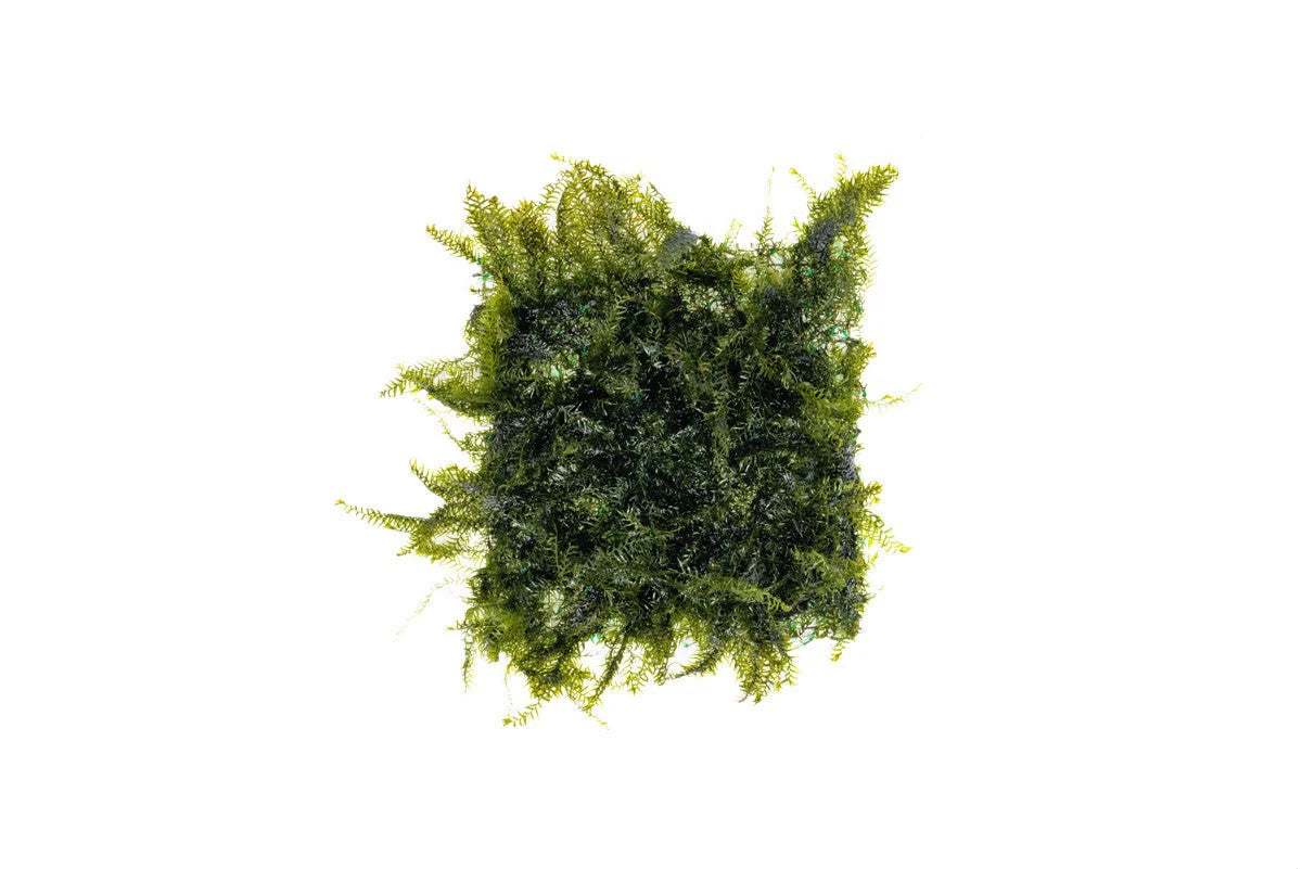 Fissidens Fontanus on Driftwood – Limited Stock