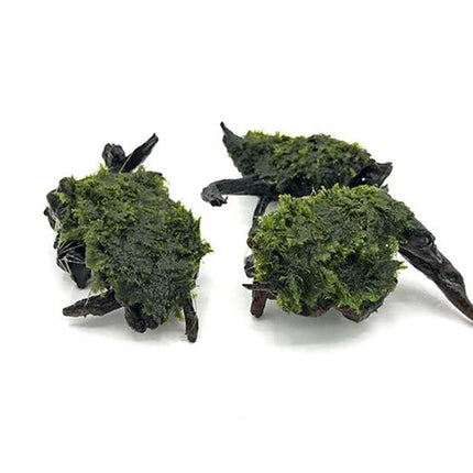 Fissidens Fontanus on Driftwood – Limited Stock